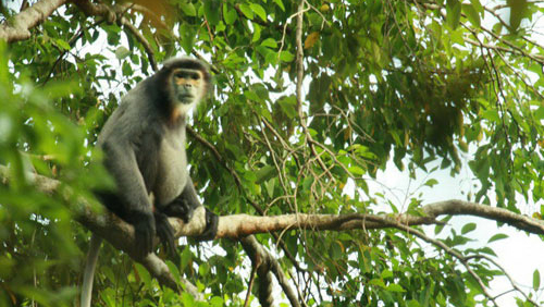 Instan a conservación sostenible de fauna salvaje en Vietnam